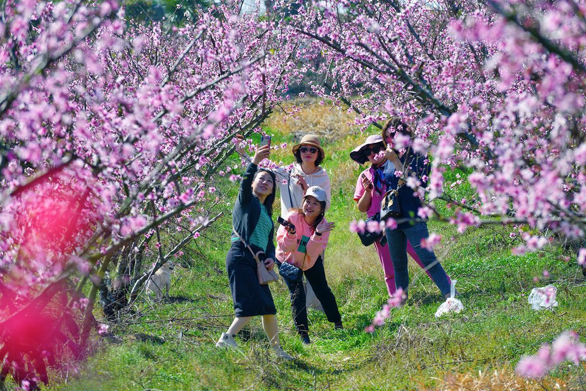三峡大学桃花节开始了踏春赏花