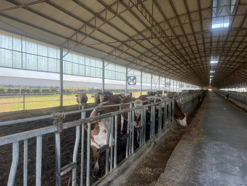 湖北鑫慧牛业有限公司牛舍（兴业银行武汉分行供图  ）