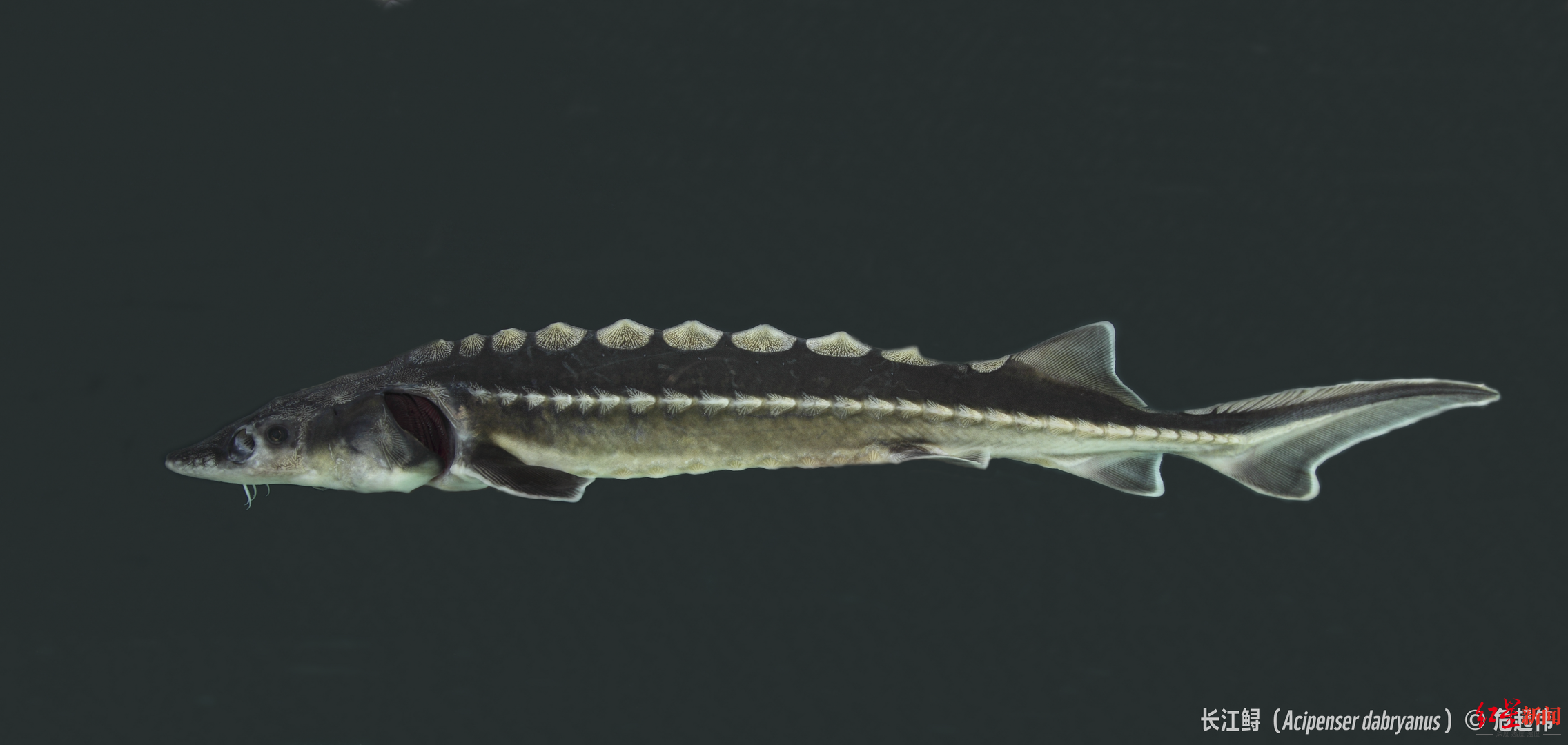 长江鲟 危起伟 供图