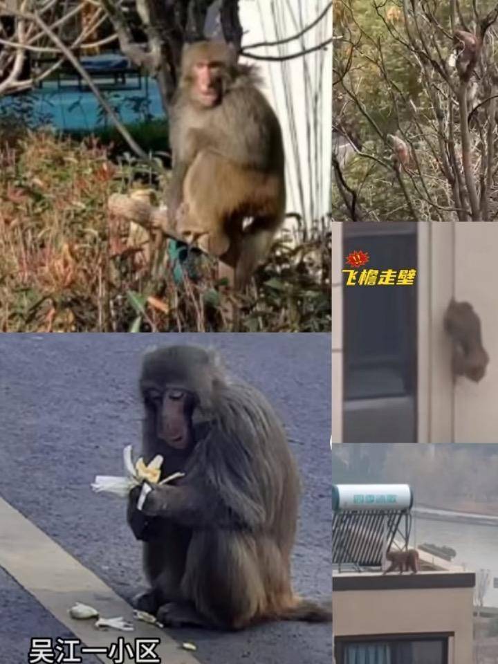 成群猴子在苏州街头“闲逛”，国家森林公园：暂不清楚原因是怎么回事？