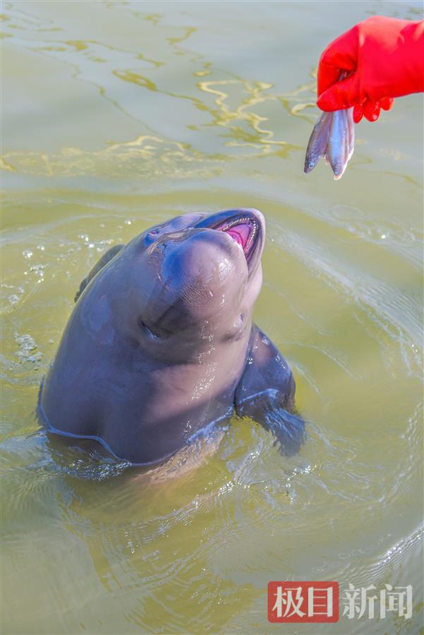 湖北长江天鹅洲白鱀豚国家级自然保护区，江豚在摄食。（极目新闻记者 黄志刚 摄）.jpg