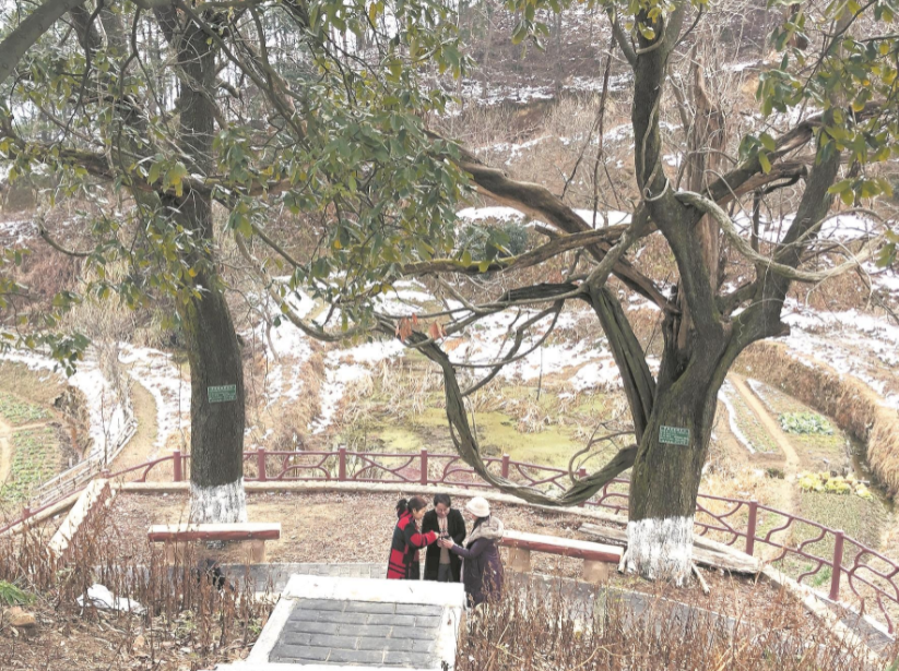 银杏树下成了网红打卡地 The ginkgo tree has become a must see site from the internet