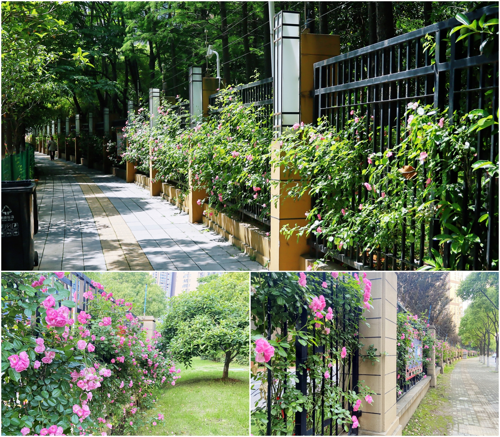 世茂锦绣长江小园区内蔷薇花盛放至外围街道