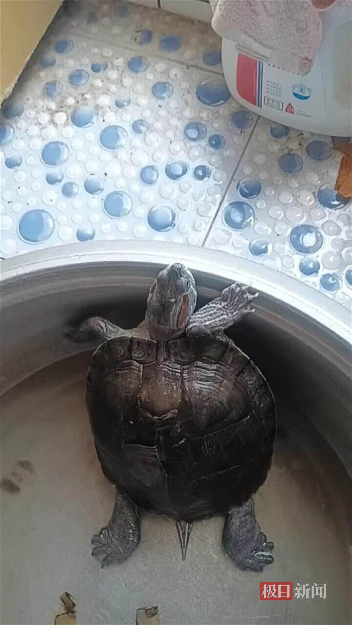 放养在盆里的大龟