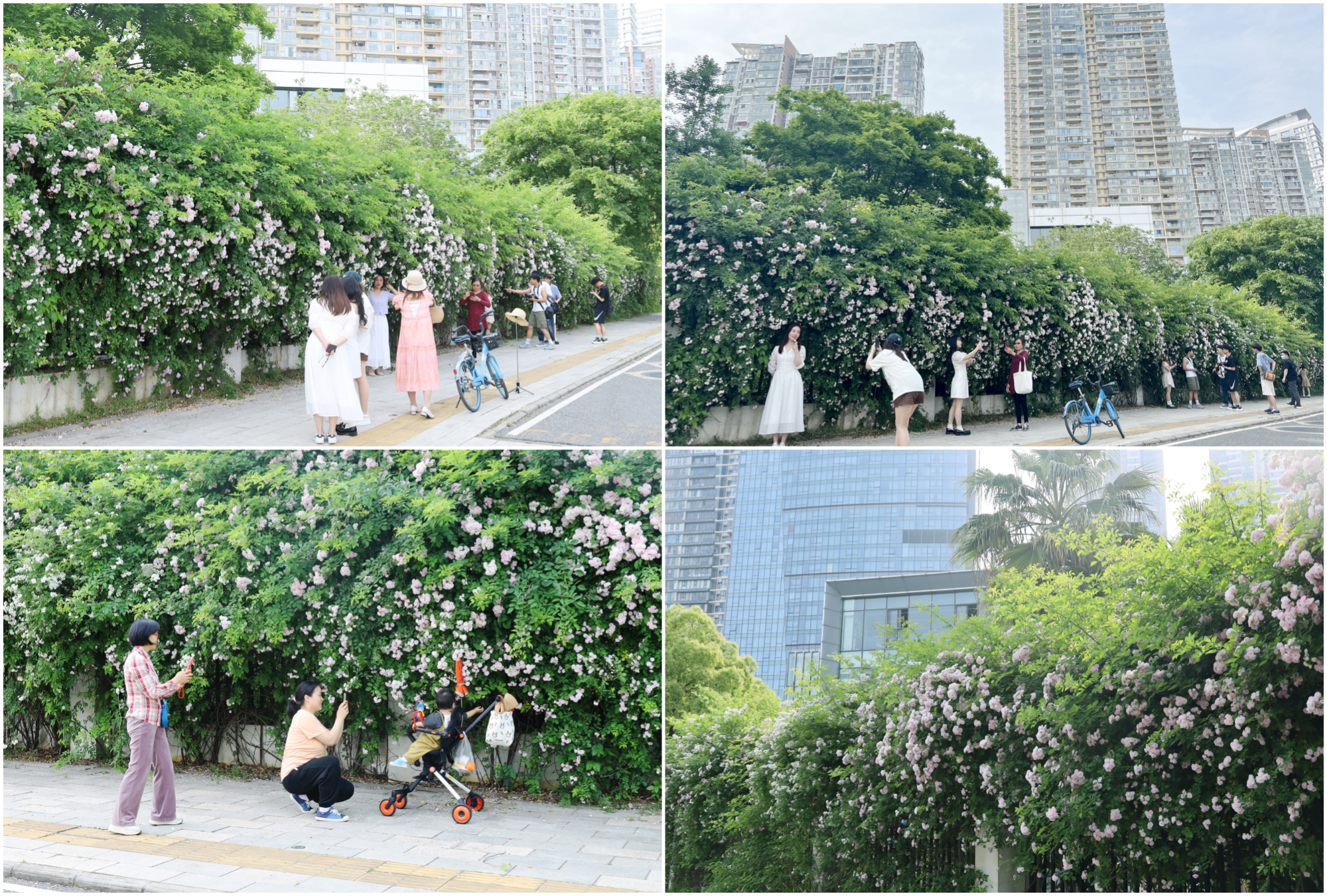 汉阳滨江世茂锦绣长江外百米蔷薇花墙“网红打卡地”