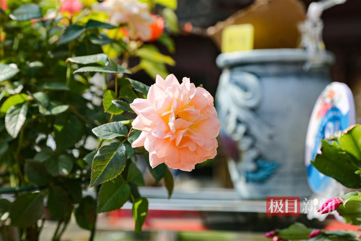 金秋花展 月季.jpg