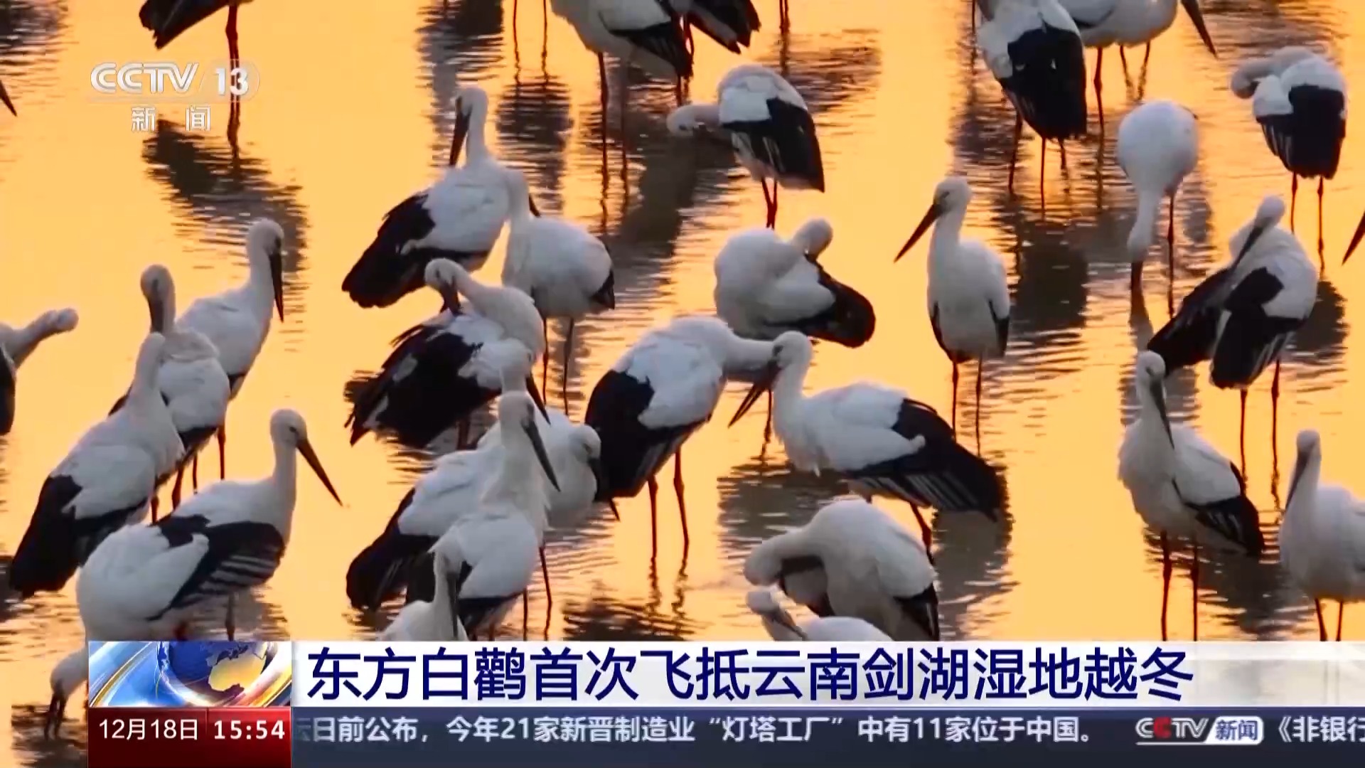 “鸟中国宝”东方白鹳首次飞抵云南剑湖湿地越冬 | 极目新闻