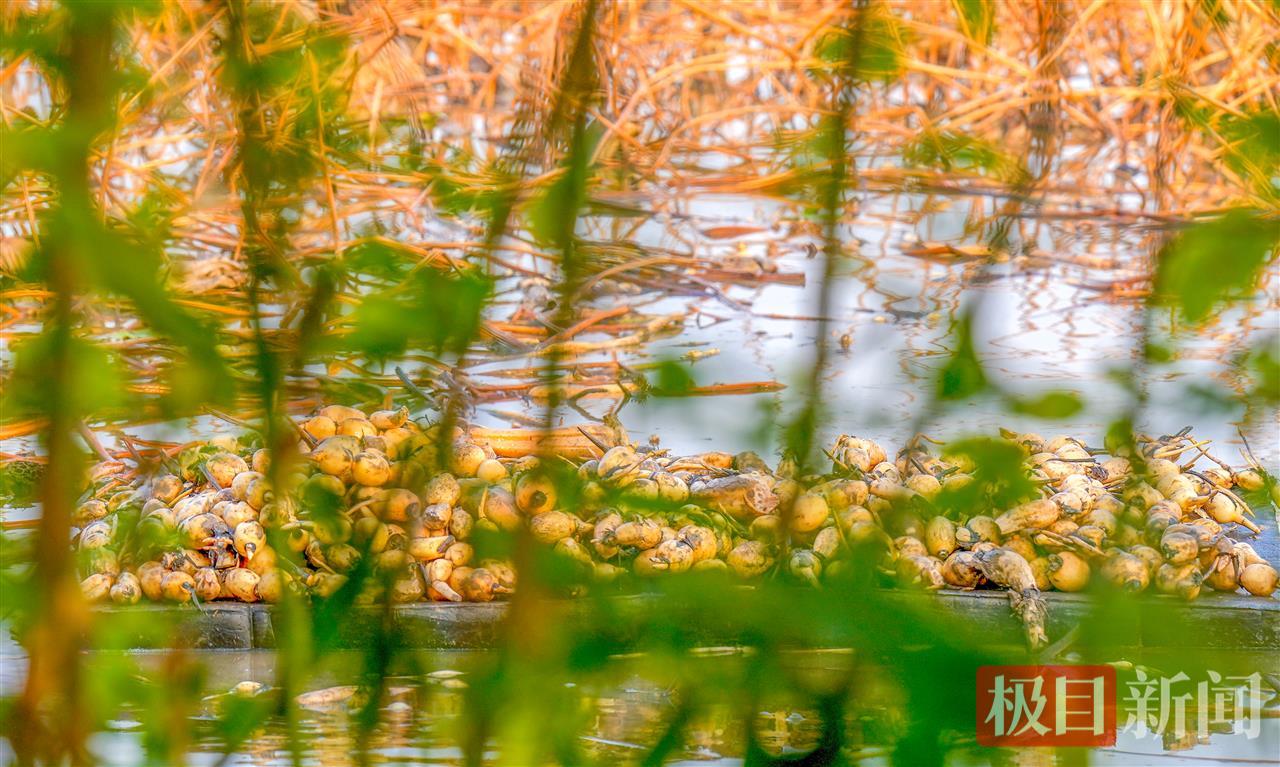 洪湖莲藕种植基地。（洪湖融媒供图）.jpg