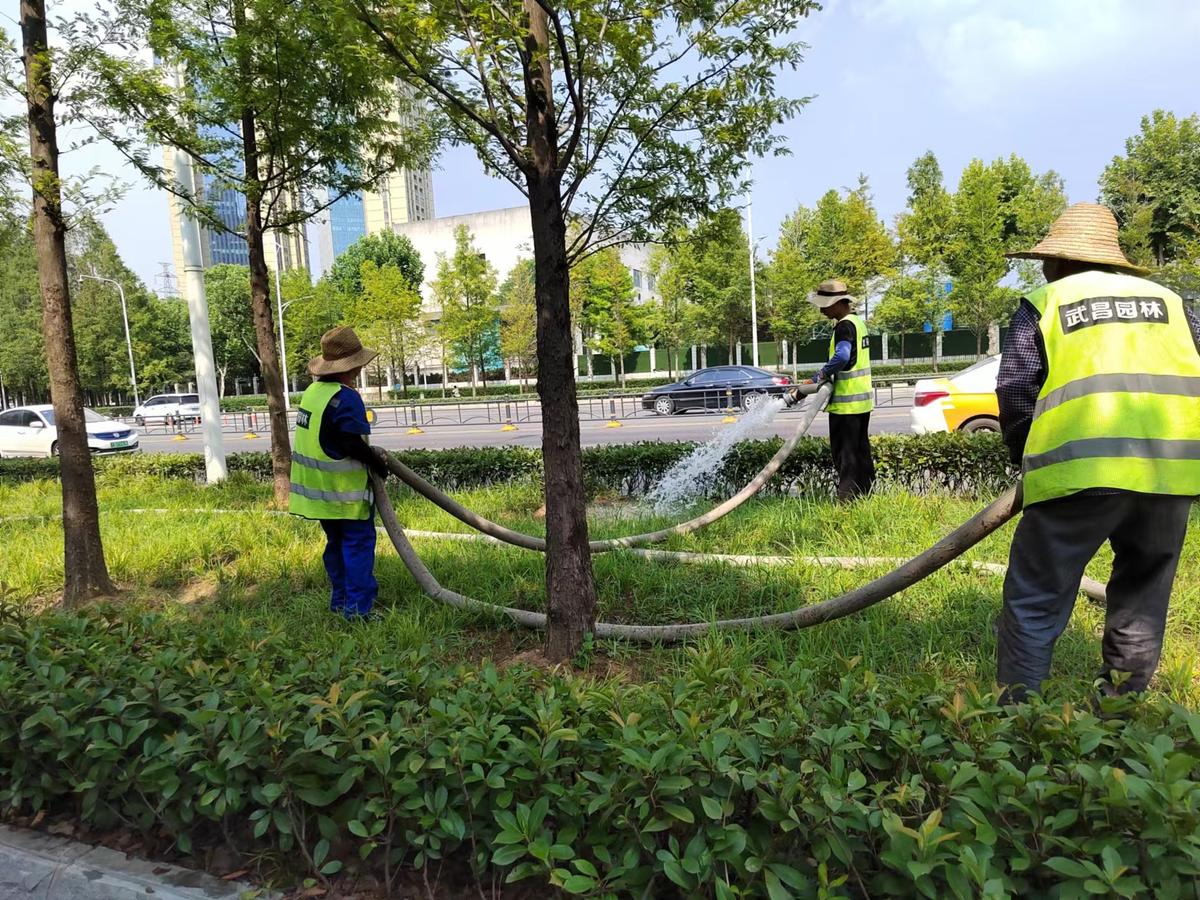 友谊大道上，武昌园林师傅给水杉供水