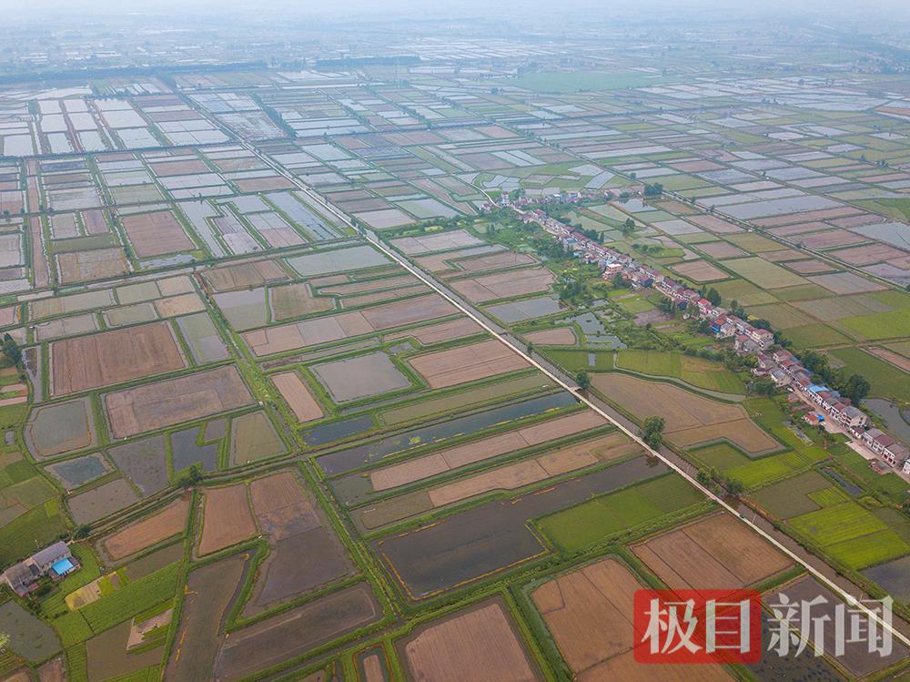 湖北监利水乡一景。（通讯员 张志斌 摄）.JPG