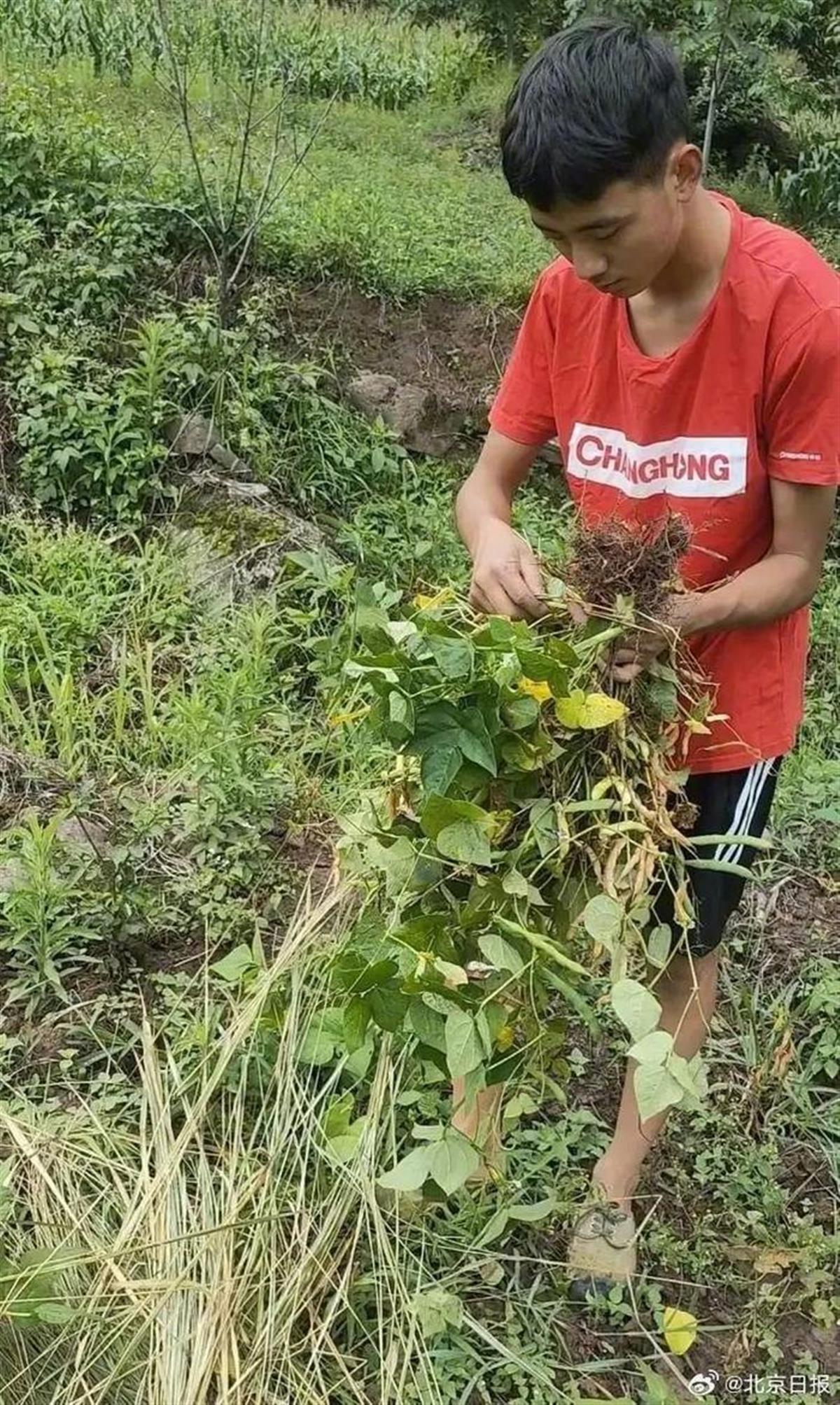 A割猪草的少年到北大报到1.jpg