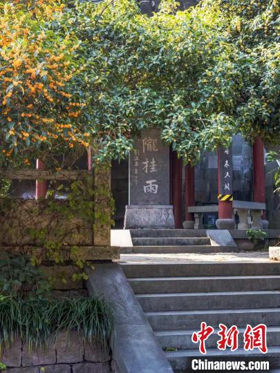 杭州文化观察：为什么杭州市花一定是桂花？