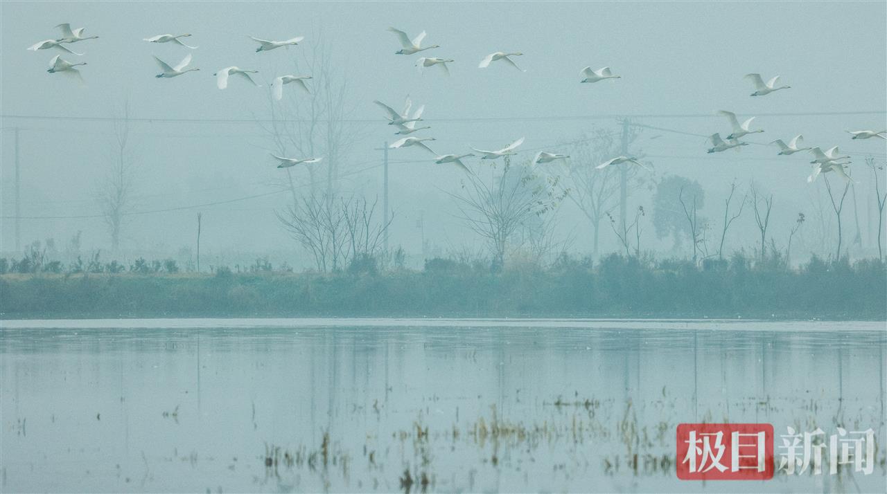 白天鹅在江陵县普济镇星星村一片湿地飞翔。（极目新闻通讯员 樊孝银 摄）.jpg