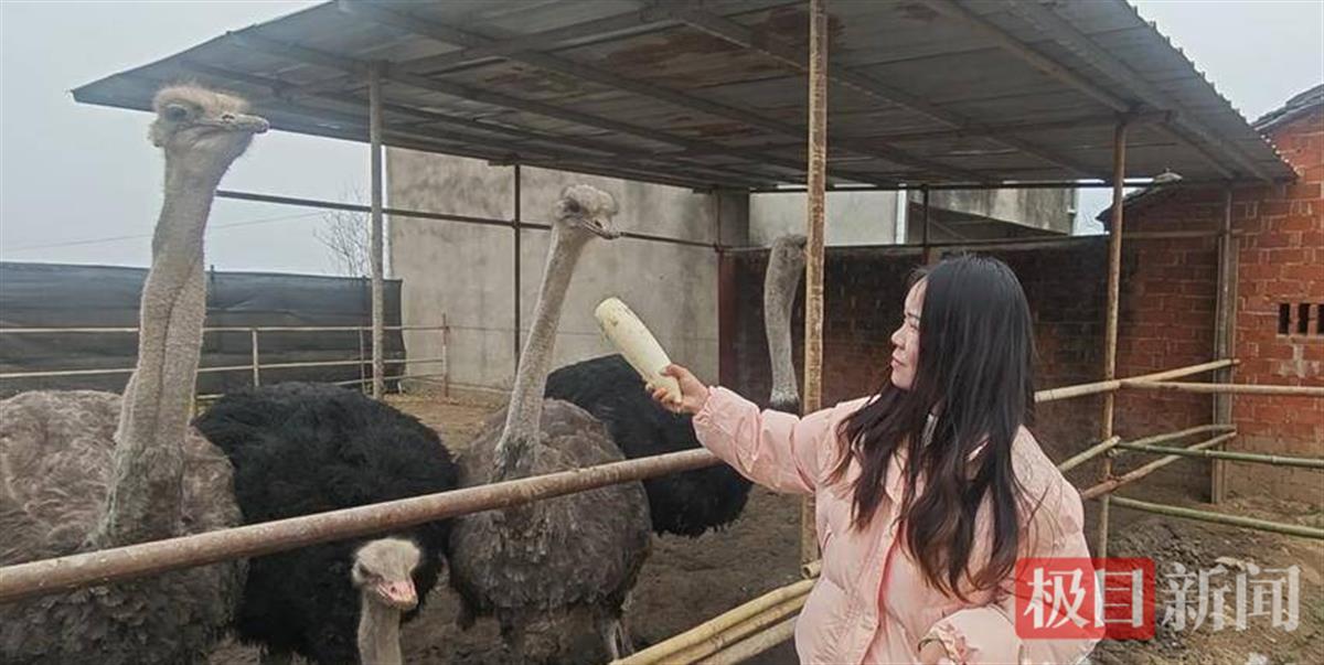 付秀在喂养鸵鸟。