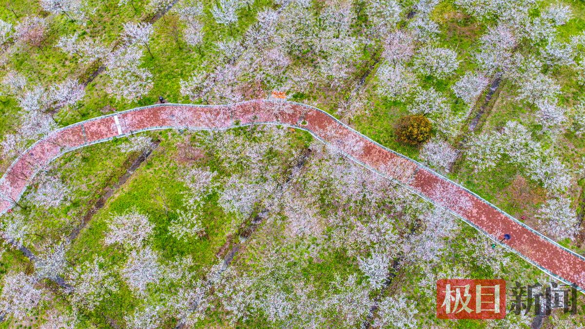 江陵县六合垸农场樱花谷景观。（极目新闻记者 黄志刚 摄）.jpg