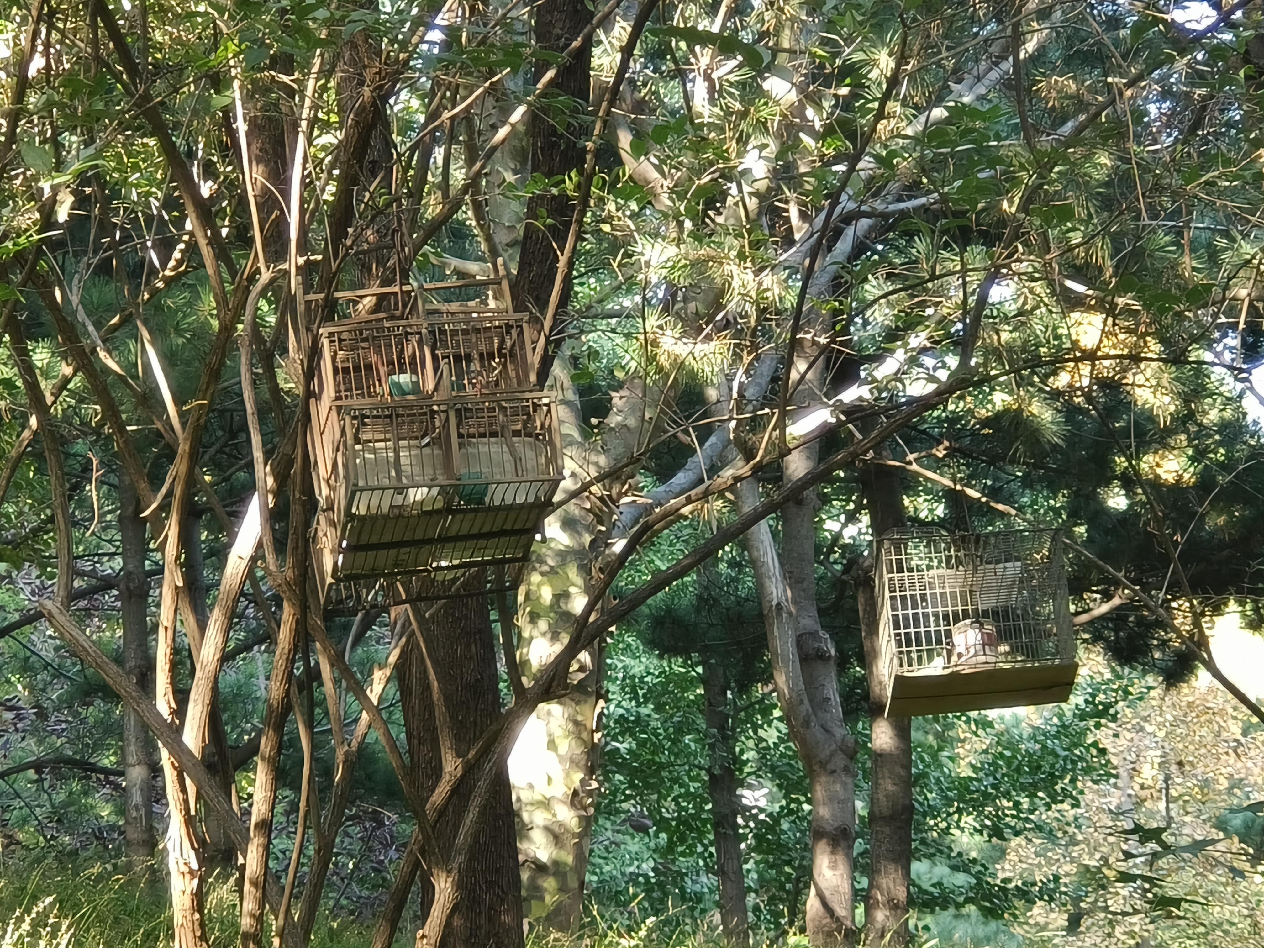 紧急提醒：见到这种笼子，立即举报！ 图1