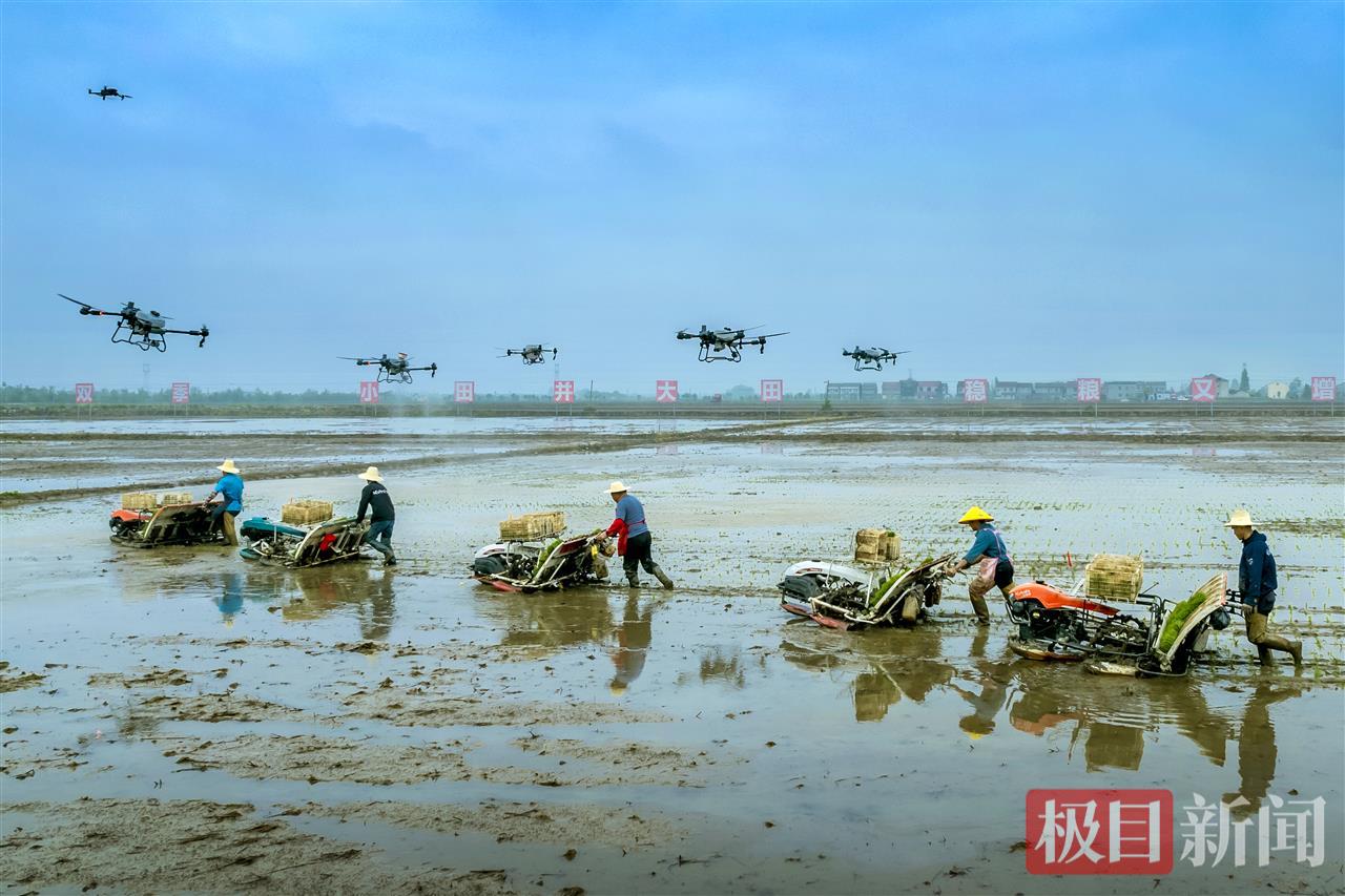 湖北监利的高标准农田示范基地。（通讯员 张志斌 摄）.jpg