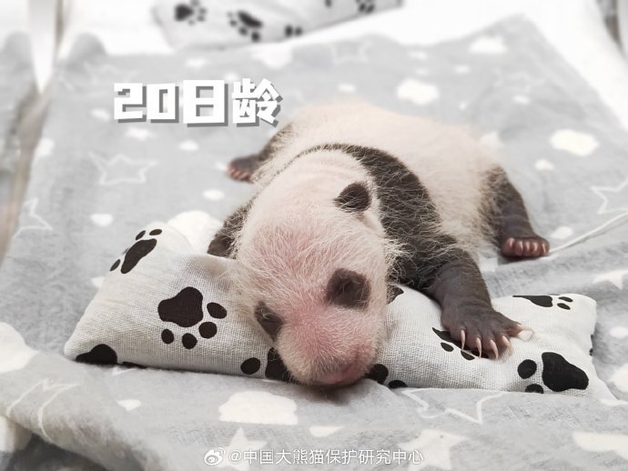 可可爱爱！旅俄大熊猫丁丁幼崽最新高清照片是真的还是假的？