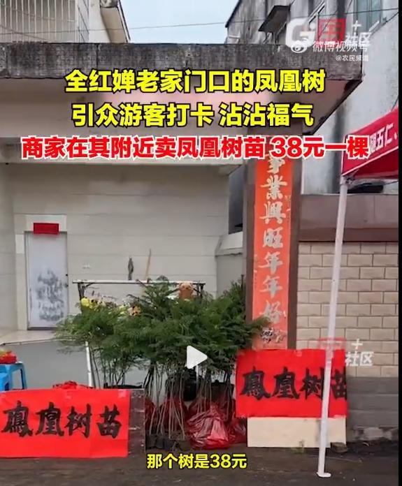 全红婵老家又火了：每天约千人打卡，家门口变小吃街，还有人直播卖“水花消失树”-第5张-资讯-青岛传媒有限公司