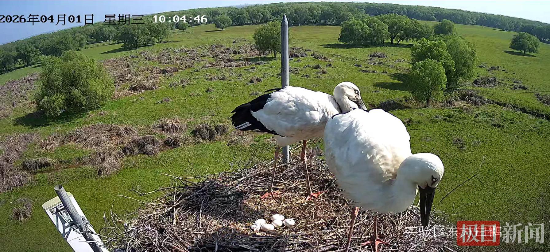 一对东方白鹳在保护区一处鸟窝内守护幼鸟。（视频截图）.jpg