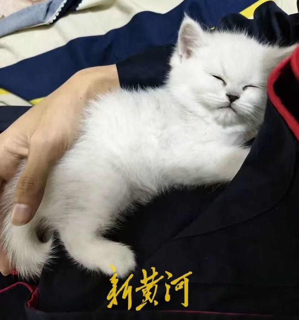 免费领养一只猫，却背上网贷，记者调查“猫贷”陷阱：商家打着“免费领养”“爱心领养”旗号，利用消费者的善意，诱导其签订分期付款合同_https://www.izongheng.net_快讯_第4张