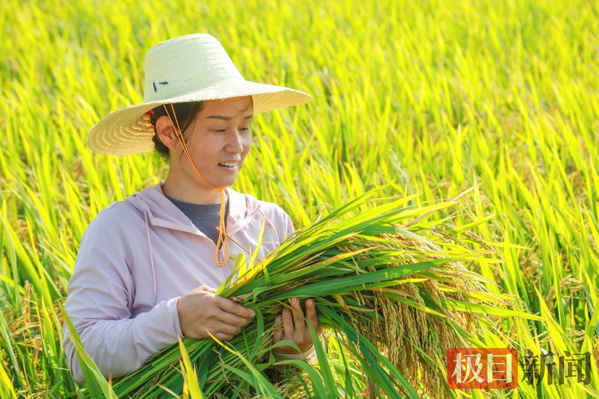 监利市精华水稻种植专业合作社理事长毕利霞在田间劳动。（受访者供图）.jpg