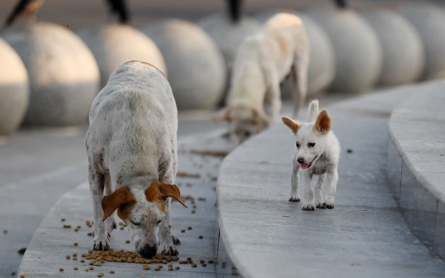 ▲流浪狗正在吃动物保护机构的工作人员撒在地上的食物。图/新华社