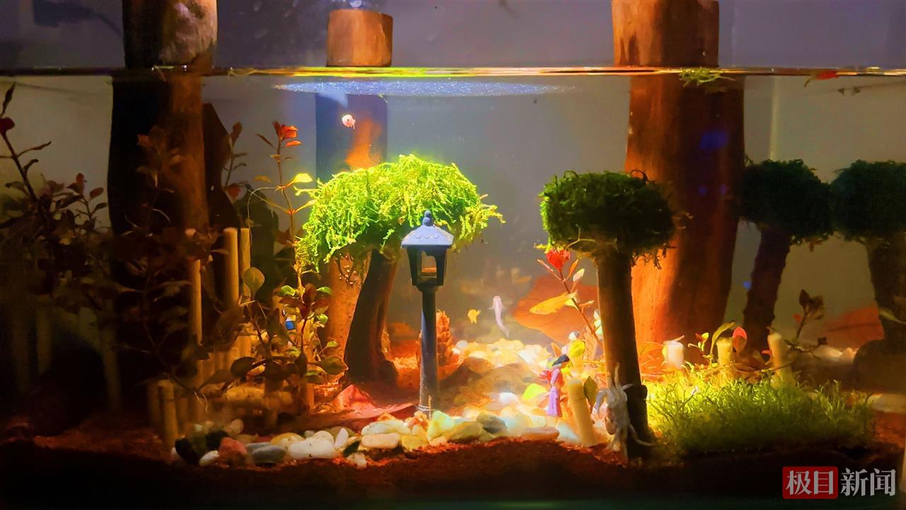 学生制作的水族箱造景大赛优秀作品.jpg