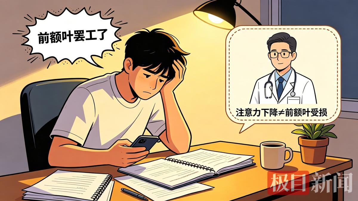前额叶.png