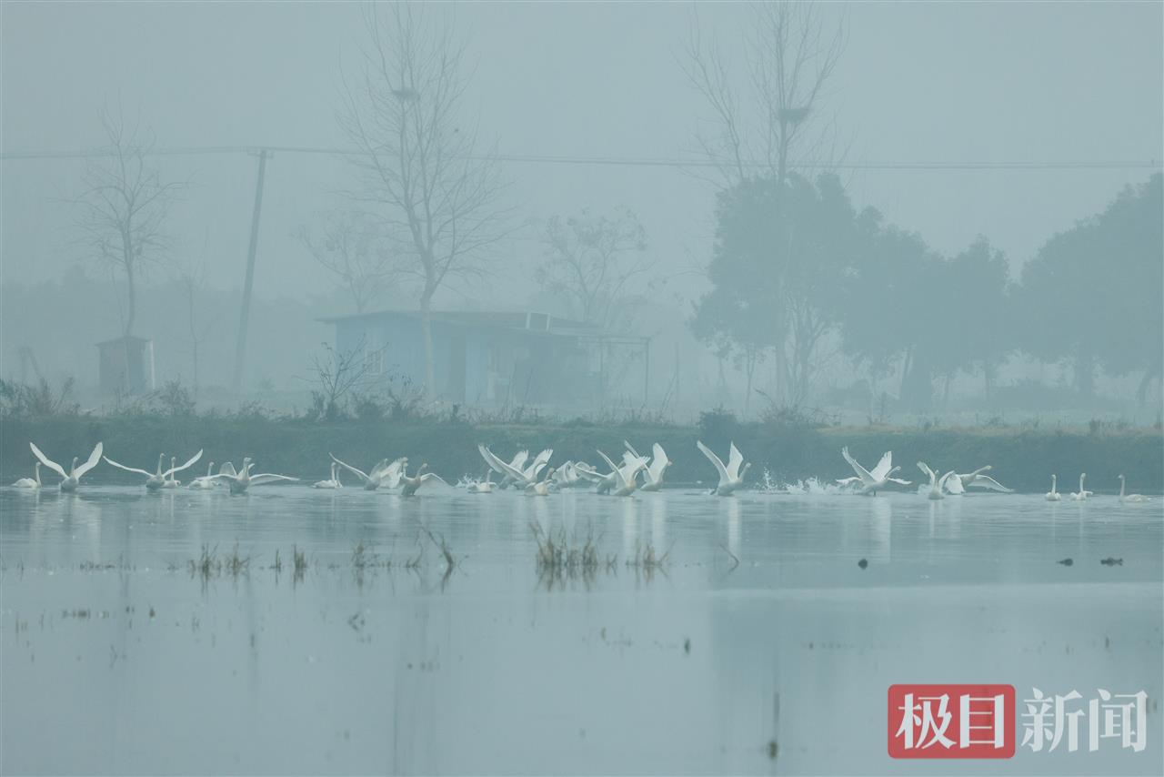 白天鹅在江陵县普济镇星星村一片湿地越冬。（极目新闻通讯员 樊孝银 摄）.jpg