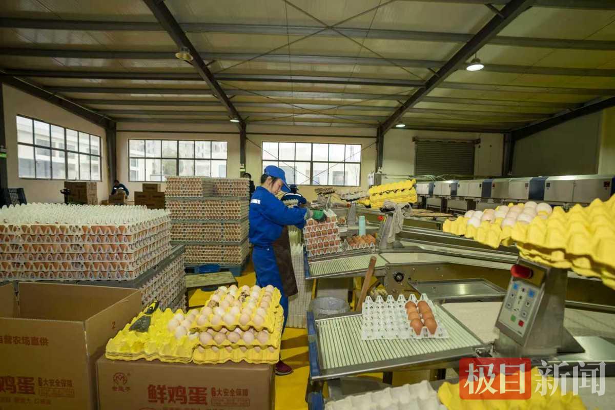 工作人员在高效运转的机器上分拣鸡蛋 袁杰 摄.jpg