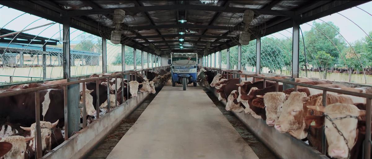 向港澳市场供应鲜活牛羊