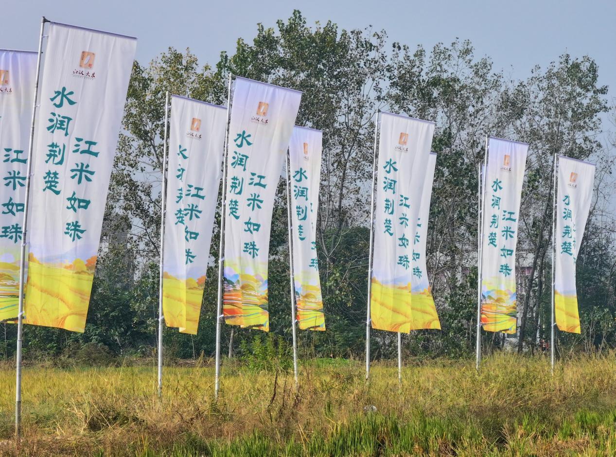 水润荆楚，江米如珠 摄影：宋枕涛2.png