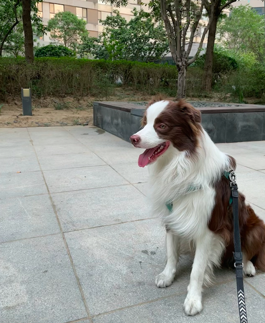 “代遛狗”火了，危害也不小！状师建议延迟告竣书面协议