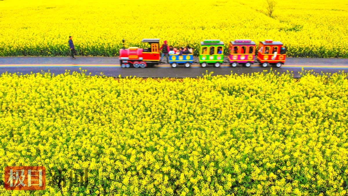 田园小火车行驶在油菜花海中。（极目新闻记者 黄志刚 摄）.jpg