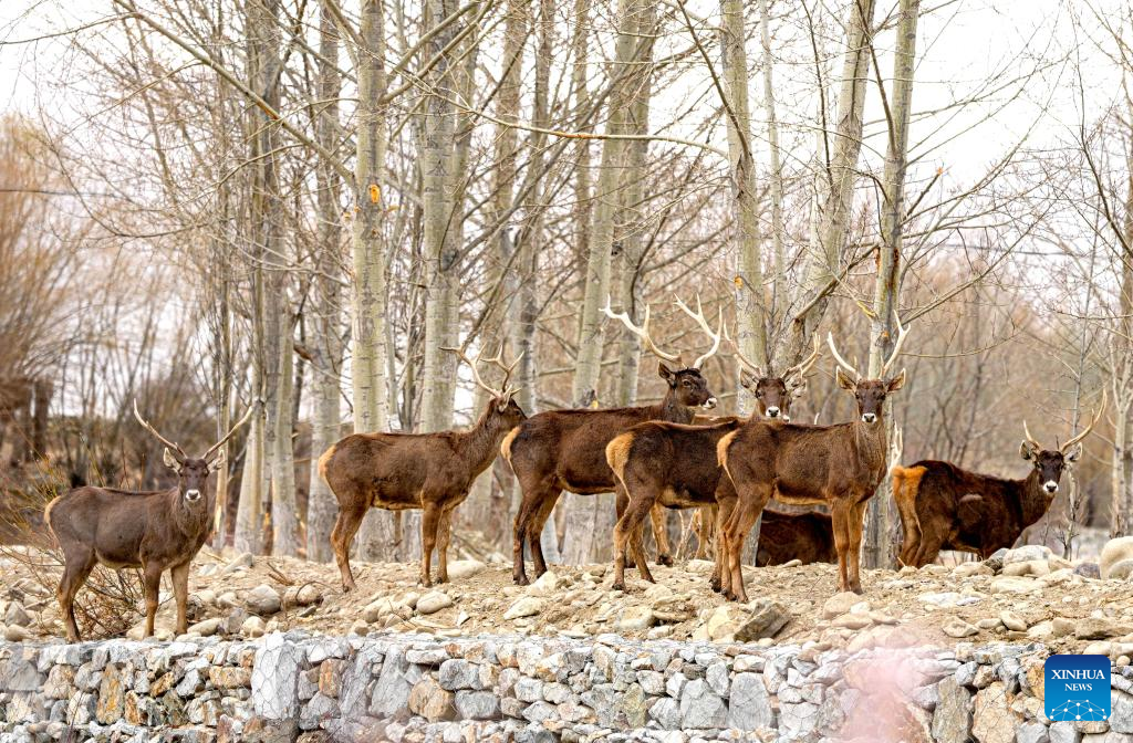 White-lipped deer population increases in Xizang as ecological environment improves