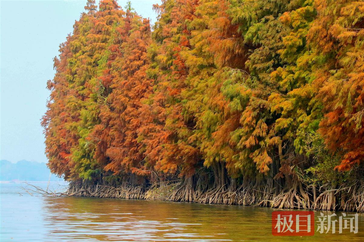 湖北荆州菱角湖国家湿地公园内水杉成景。（通讯员 梁翅 摄）.jpg
