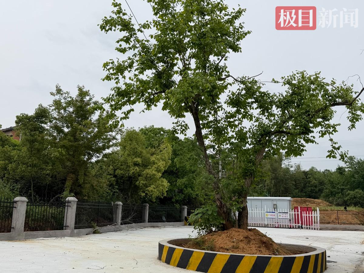 被原地保护的古树.jpg