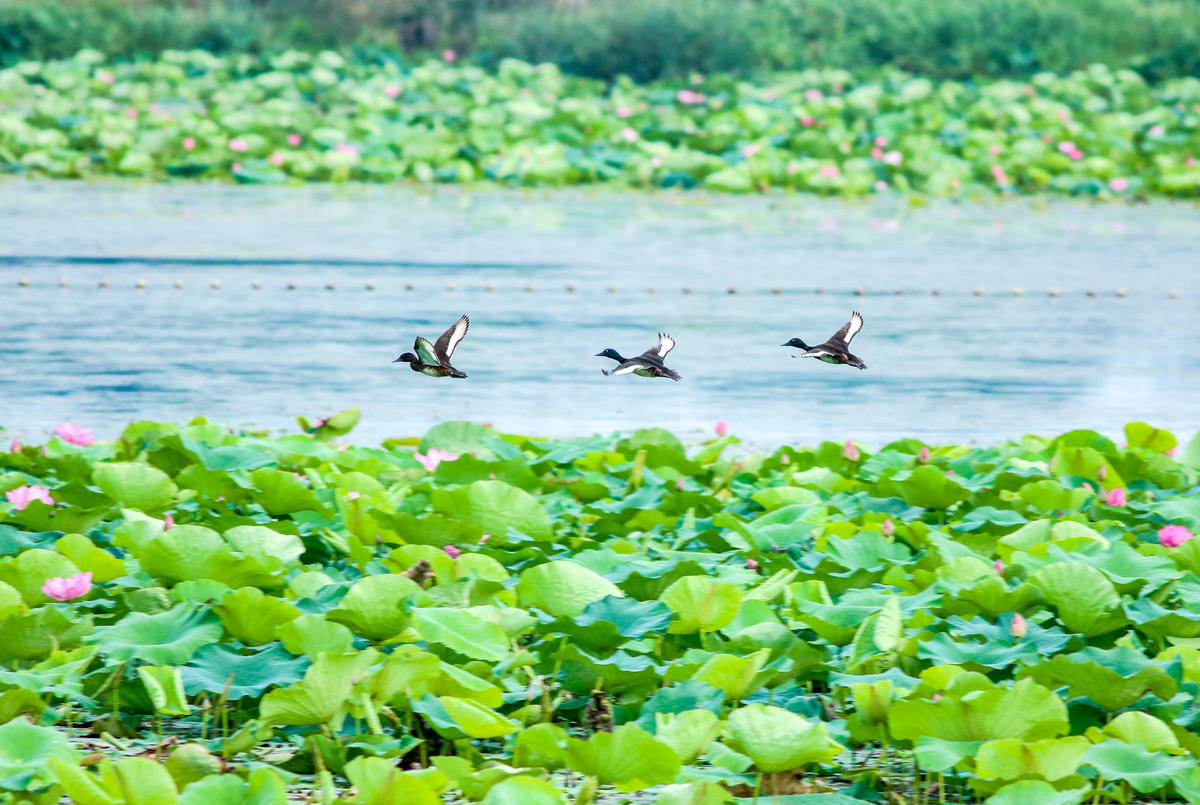 青头潜鸭在梁子湖安家（极目新闻资料图）