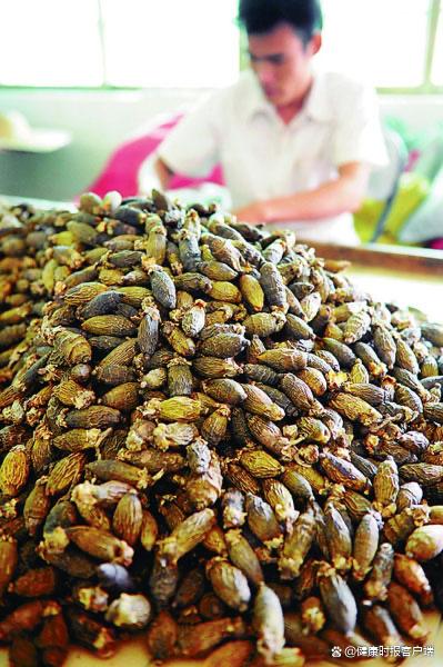 槟榔已成为湖南的特色产品。湖南省槟榔食品行业协会 图