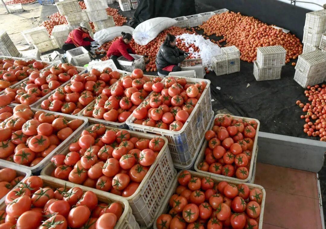 西红柿价格上涨原因揭秘，涨价近一倍，何时能回落？