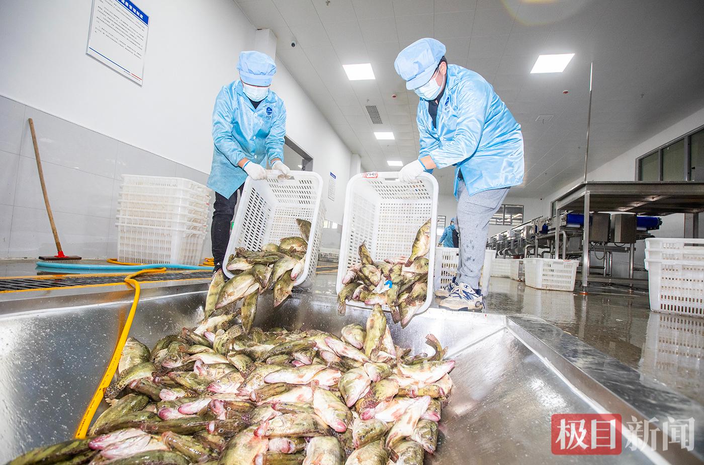 大冶湖桃花鳜鱼丰收 周巍 摄.jpg