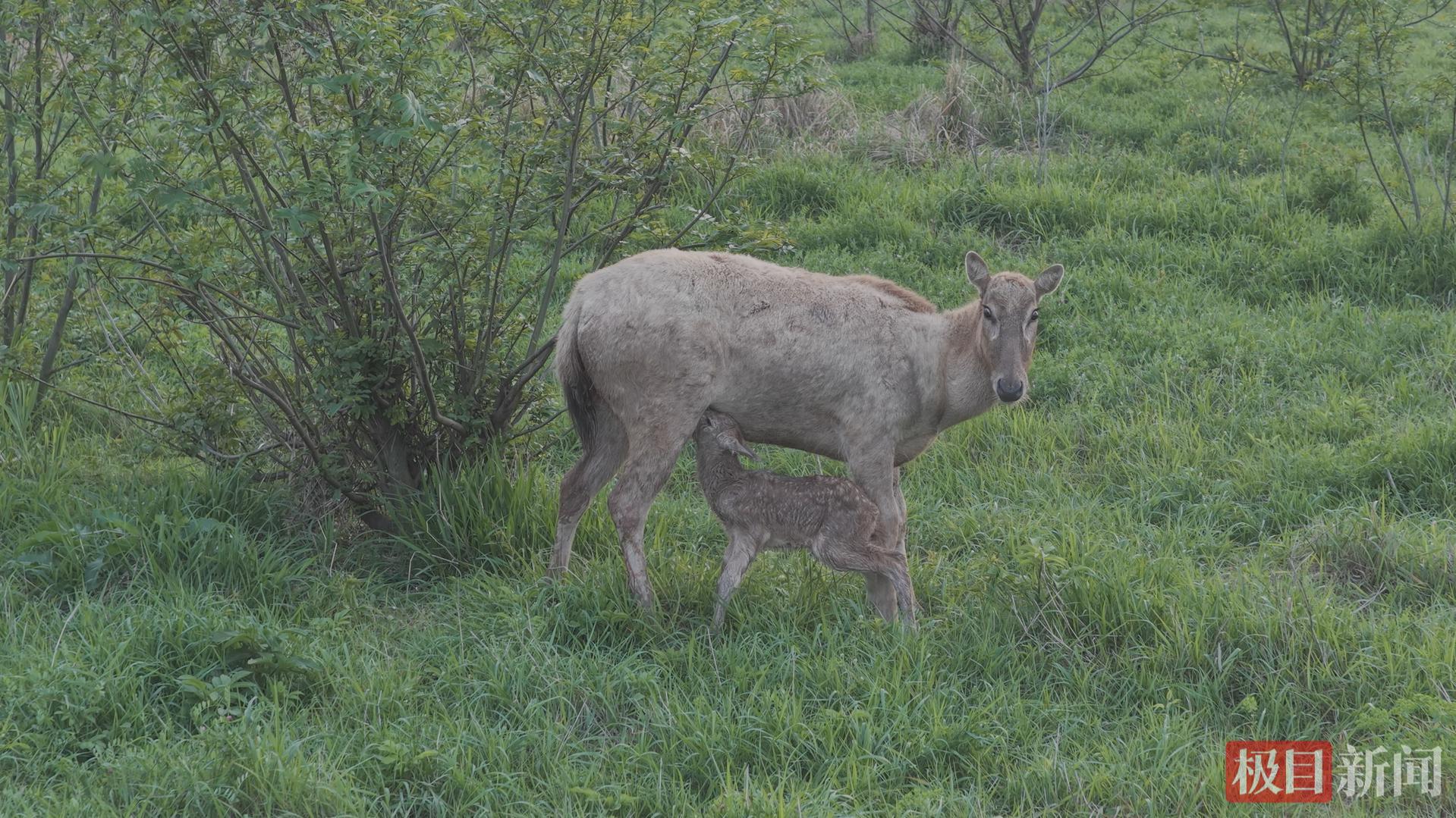 一头母鹿在哺乳刚出生的麋鹿幼崽。 （视频截图）.jpg