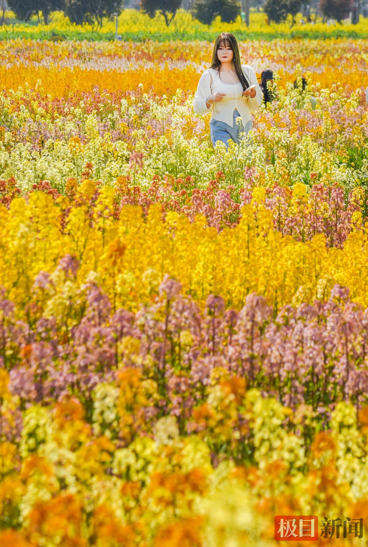 3月13日，游客在监利市程集镇金草帽现代农业基地的连片油菜花海中游玩。    （极目新闻记者 黄志刚 摄）.jpg