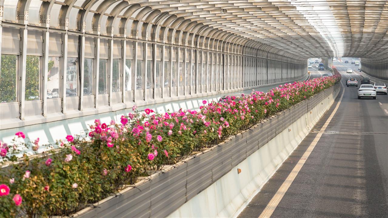 友谊大道高架中分带 (3).jpg