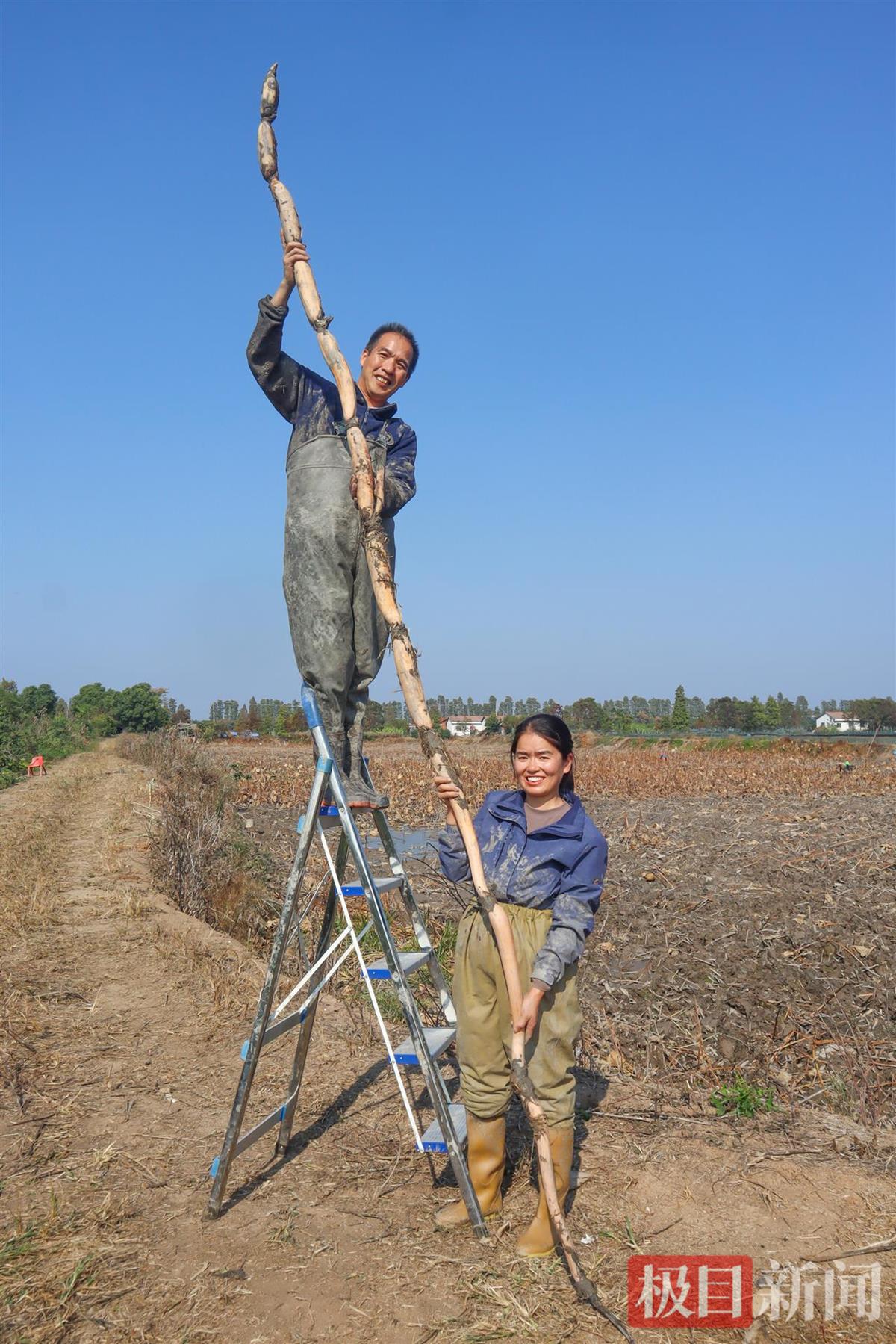 2025年4月12日，王文娟的丈夫杨晶（左）和2位藕农一起，花费7小时挖出了一株4.12米的“超级莲藕”（受访者供图）.jpg