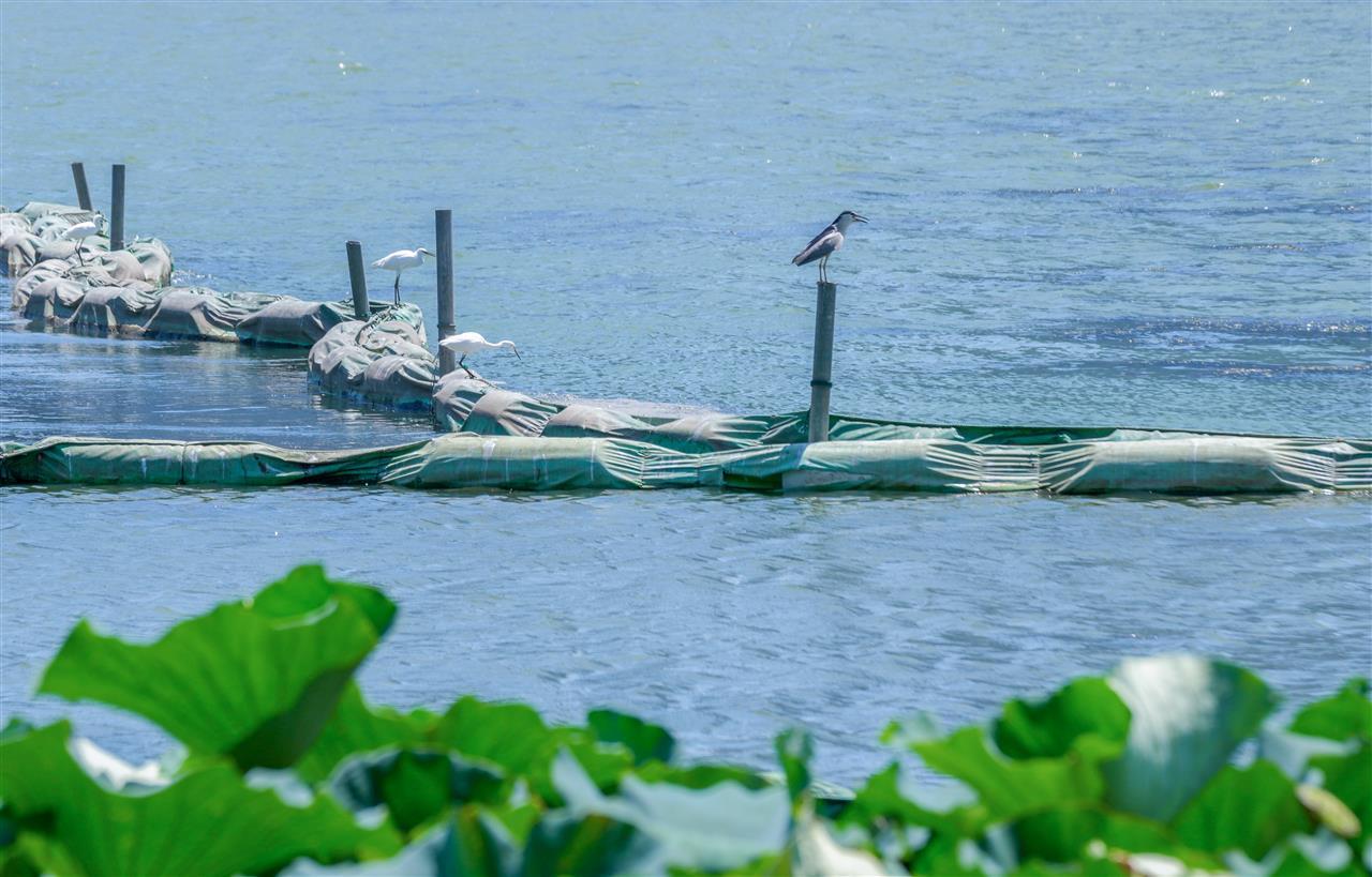武汉沙湖碧水蓝天水鸟翩跹