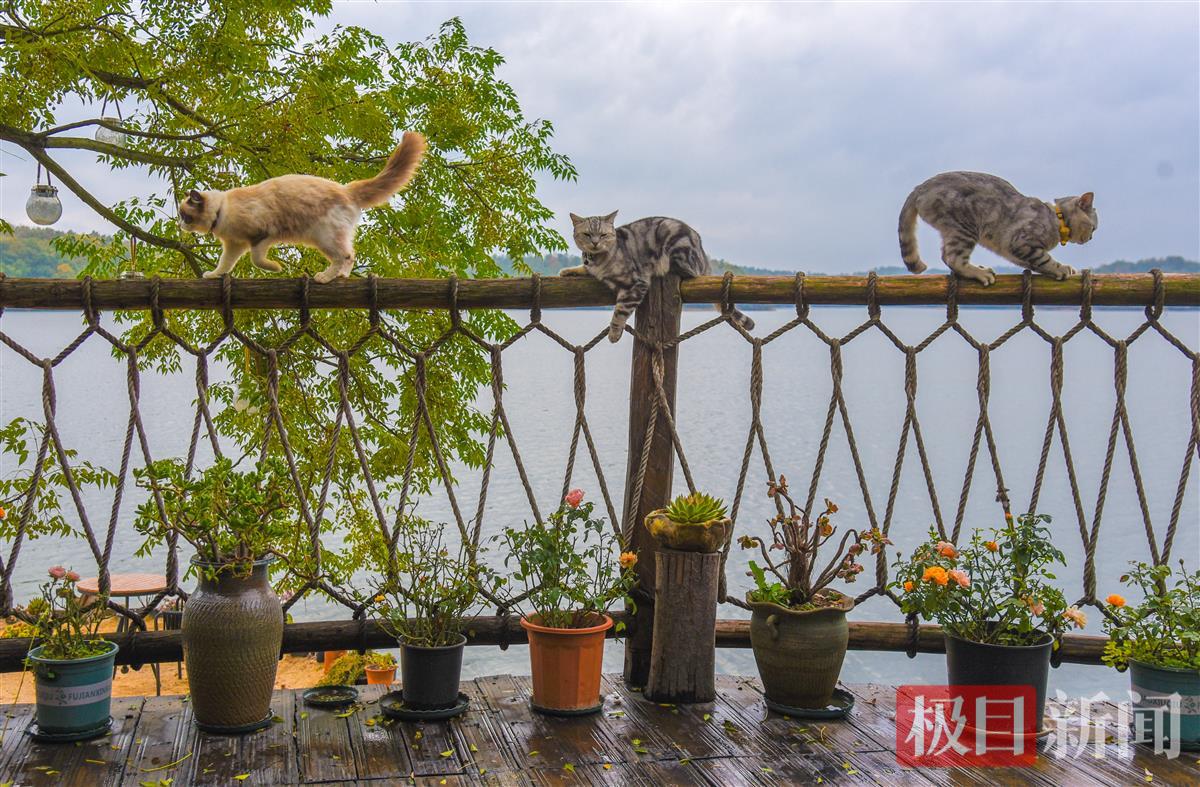 10月17日，在随州市随县大洪山水库琵琶湖景区的水无声民宿，三只小猫成了游客心中的”网红“。（极目新闻记者 黄志刚 摄） (1).jpg