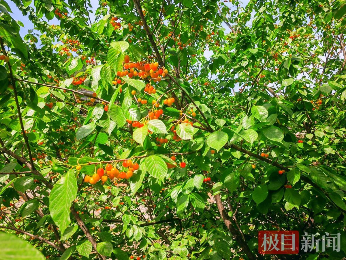图片1.png樱桃1.png