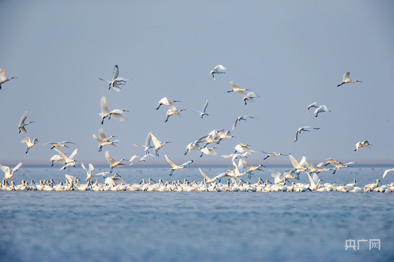 壮观！江西鄱阳湖湖口水域现“鸟浪”奇观 | 极目新闻